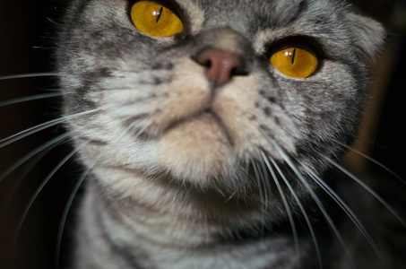 猫自拍一只好奇的苏格兰折叠猫嗅着相机镜头。 黄色眼睛上的框架的锋利。 黑暗的背景。 宠物的有趣照片。