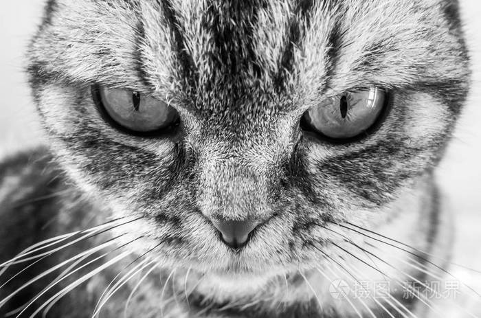 苏格兰折叠猫黑白照片的肖像. 框架中的重点是眼睛.