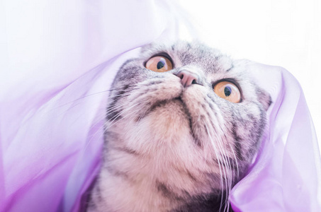 一只惊讶的苏格兰折叠猫穿着紫色的布料，好奇地抬起头来。 宠物的有趣照片。