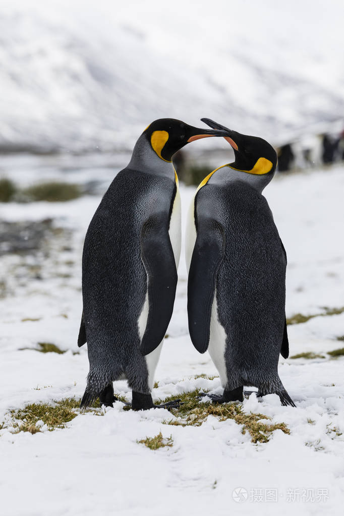 爱的国王企鹅夫妇在南乔治亚的福图纳湾交换温柔