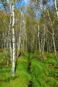 白桦林和小溪在绿草中。 秋天的风景在晴朗的日子里。