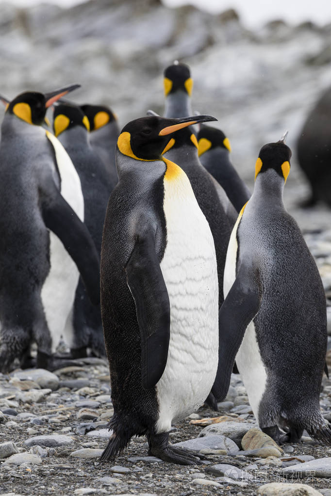 南极洲南乔治亚的福图纳湾一群王企鹅正站在鹅卵石滩上