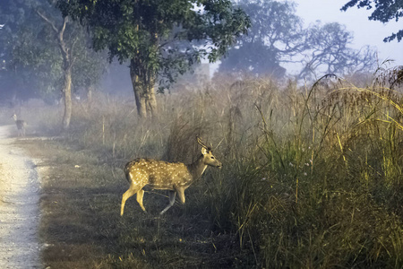在印度吉姆科贝特国家公园，年轻的雄性chital或cheetal轴轴也被称为斑点鹿或轴鹿，在雾蒙蒙的早晨散步