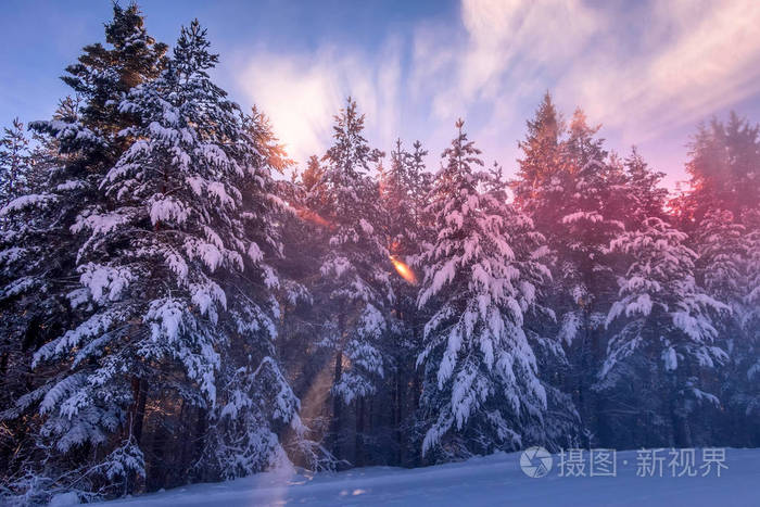 日落时被雪覆盖的松树