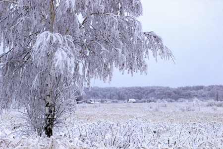 冬林下雪的树枝