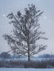 雪中寂寞的树，冬天的一天