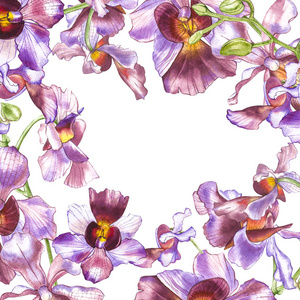水彩兰花分枝, 手绘花卉插图孤立在白色背景上。植物水彩插图, 植物绘画, 手绘