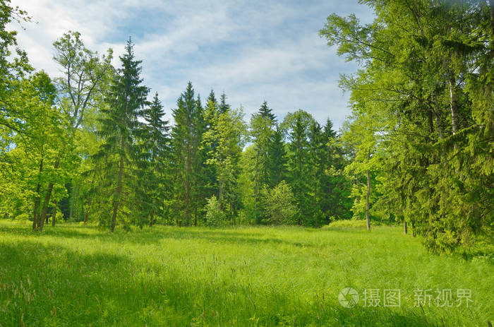 美丽的森林景观绿色草地周围盛开的树木生长