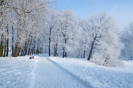 公园里的自然景观，地上和树上都有很多雪。美丽而寒冷的冬天。