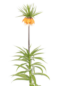 s crown Fritillaria imperialis isolated on white background