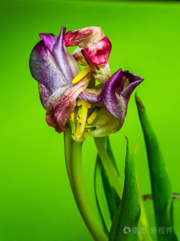 彩色花的特写镜头