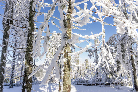 冬天的景象森林树木覆盖着雪