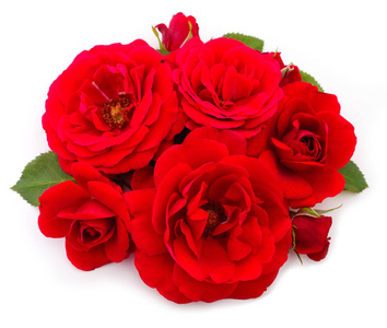 白色背景上孤立的红色美丽的玫瑰。