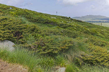 从徒步旅行小径到维托沙山的CherniVrah峰索菲亚城地区，保加利亚