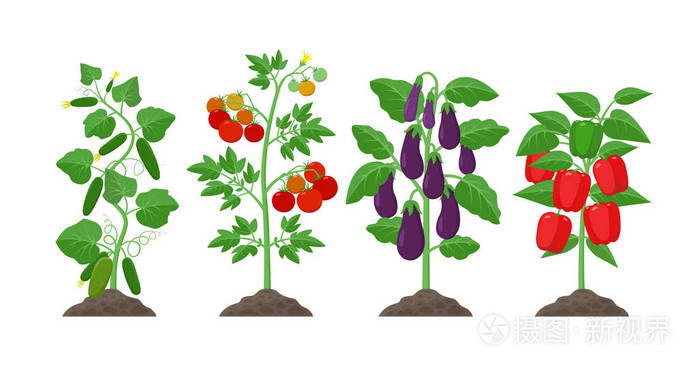 平面设计中的种植和栽培概念说明 黄瓜 土豆 茄子 花椒植物 与成熟的水果隔离在白色背景上 养殖有机蔬菜信息图元素插画 正版商用图片160k52 摄图新视界