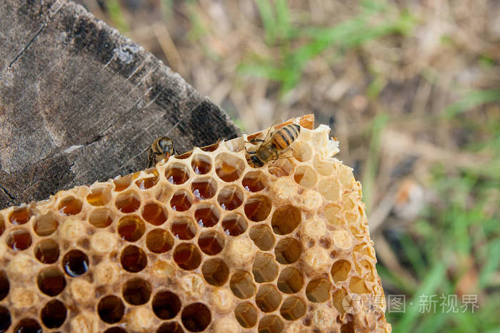 用甜蜜的蜂蜜关闭蜂巢上工作蜜蜂的视野 一片黄色的蜂窝从蜂窝与甜蜜的蜂蜜在老式的木制背景 蜜蜂在美丽的黄色蜂窝中采集蜂蜜 照片 正版商用图片160kq1 摄图新视界