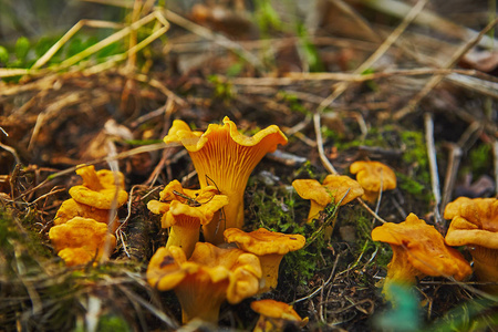 鸡油菌生长图片