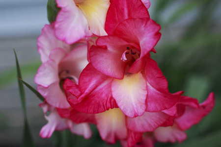 花园里的粉红色蛇龙花