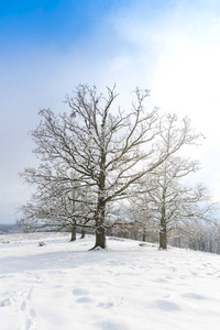 白雪覆盖的土地上有霜冻的树木的冬季景象