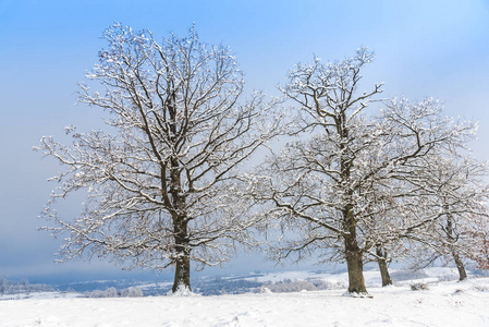 白雪覆盖的土地上有霜冻的树木的冬季景象