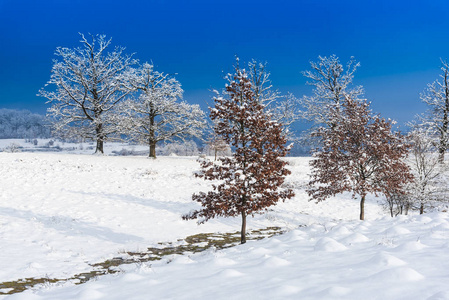 白雪覆盖的土地上有霜冻的树木的冬季景象