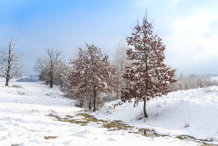 白雪覆盖的土地上有霜冻的树木的冬季景象