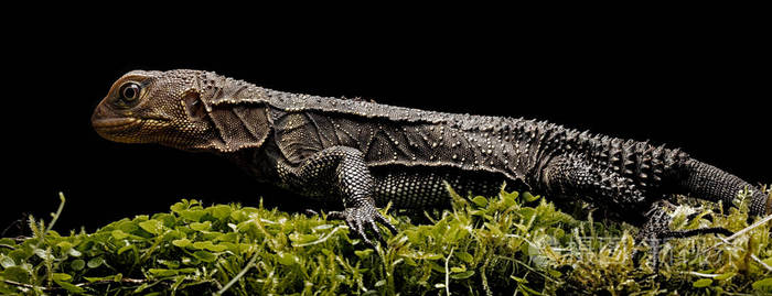 亚马逊雨林龙enyalioidessp一种来自哥伦比亚亚马逊雨林的热带蜥蜴