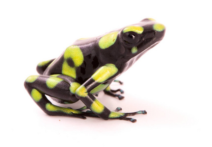 白色背景上分离的毒箭青蛙。 树状动物Auratus是哥伦比亚热带雨林中的一种有毒动物。