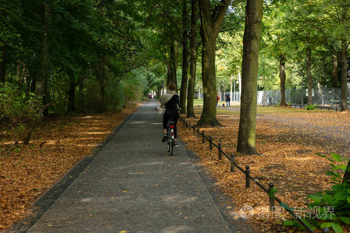 秋天背景的森林.