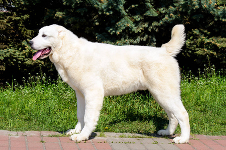 中亚牧羊犬简介. 中亚的ovcharka站在公园里.照片