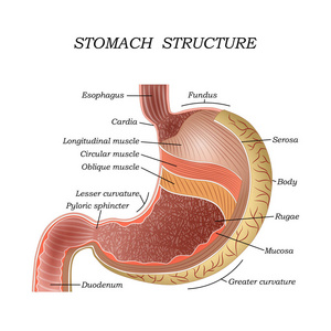 人体胃训练医学解剖海报的结构教育。 矢量图。