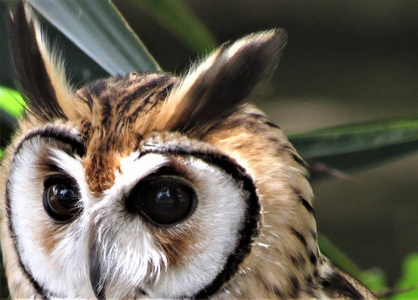 橙色条纹尾条纹猫头鹰(伪尾鸟).照片