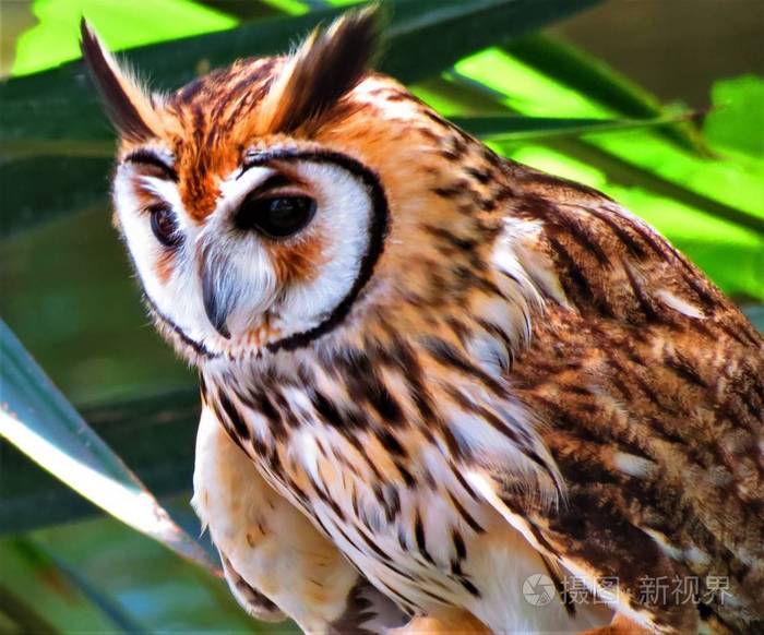 条纹猫头鹰伪尾鸟