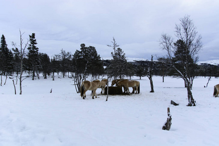 s horses , standing in the winter park