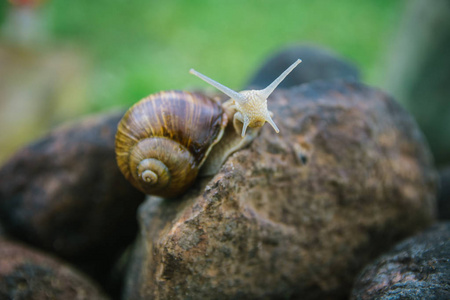 helix pomatia34