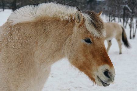 s horse , standing in the winter park