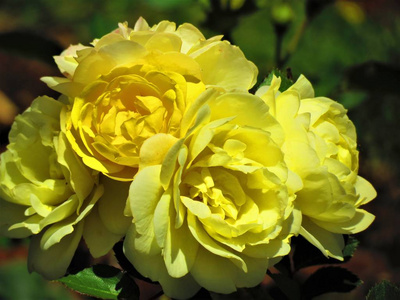 花园里美丽的黄色玫瑰。