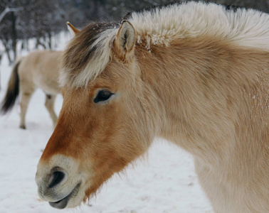 s horse , standing in the winter park