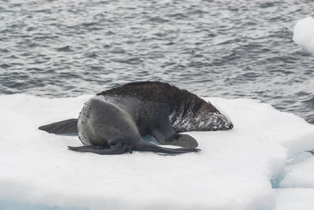 南极海滩上的南极毛皮海豹