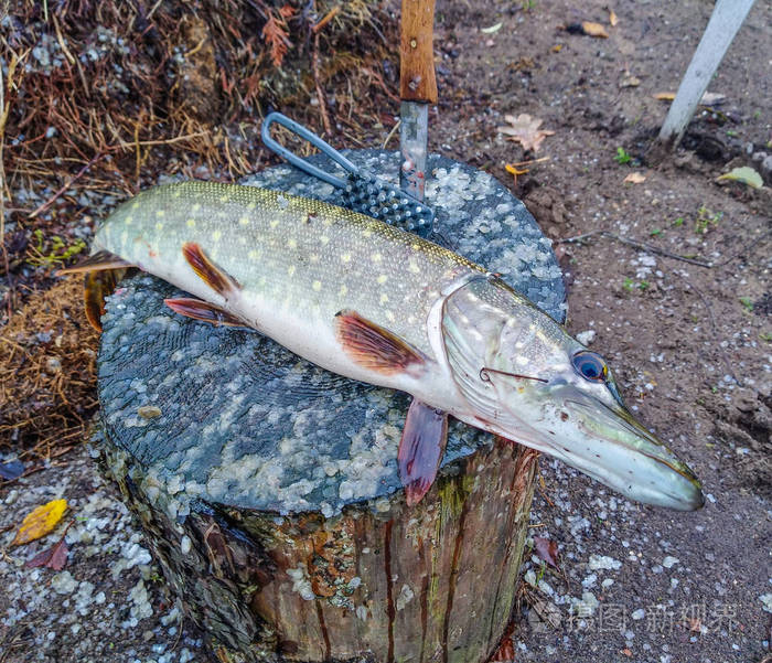 木头上的梭子鱼