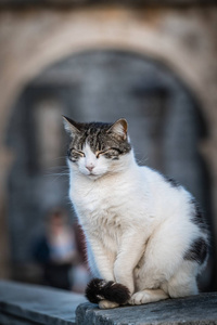 杜布罗夫尼克一只小白睡猫坐在桥廊上的肖像。