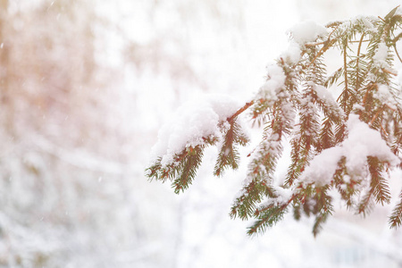 冬天公园里绿杉树和雪褐色树。 美丽的自然云杉背景。 冬天