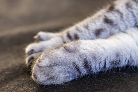 s forepaw with claws close up