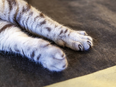 s forepaw with claws close up