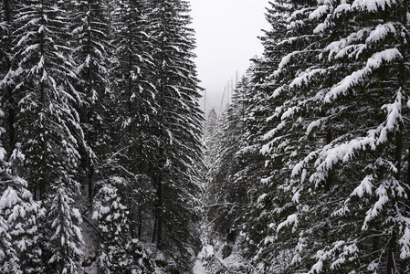 深冬山林中的雪山