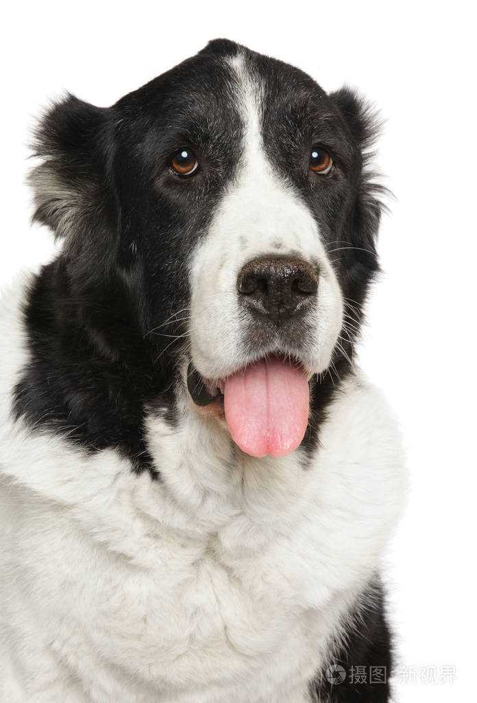 一只成年阿拉拜犬在白色背景下被隔离的滑稽肖像