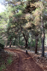 以色列国北部森林中的山路