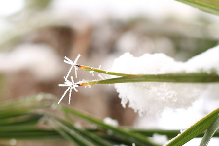 覆盖着冻边的雪的棕榈叶