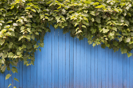 蓝色木制栅栏背景与植物图片