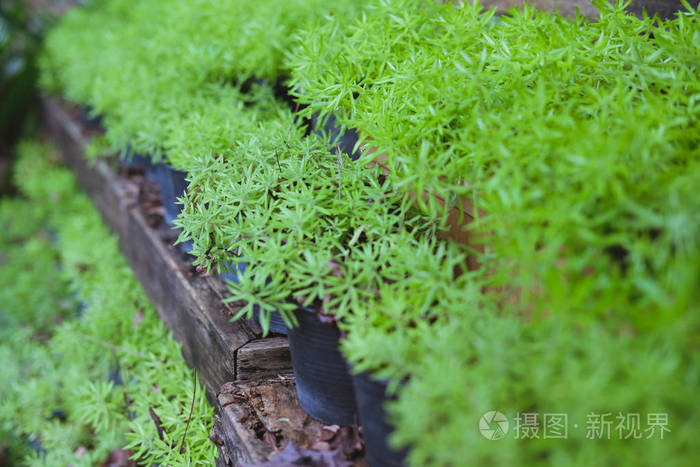 金苔sedum植物盆栽 花园中生长的金花石照片 正版商用图片w 摄图新视界